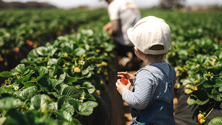 child standing in crop row watching an adult